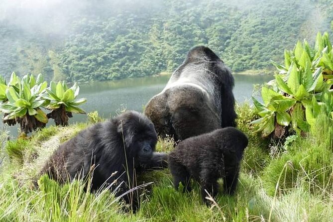 1 Day Rwanda Gorilla Trekking Tour In The Volcanoes National Park - The 4:30 am pickup and private drive