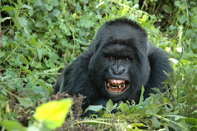 1 Day Rwanda Gorilla Trekking Tour In The Volcanoes National Park - What makes the encounter worth the effort