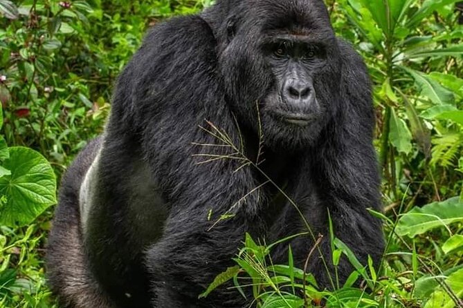 1 Day Rwanda Gorilla Trekking Tour In The Volcanoes National Park - Lunch, local food, and the return to Kigali