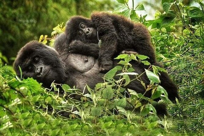 1 Day Rwanda Gorilla Trekking Tour In The Volcanoes National Park - Reaching Volcanoes National Park and Kinigi