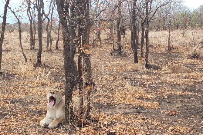 1 Day Safari to Mikumi National Park - What Makes This Safari Worth Considering