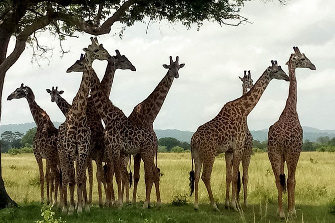 1 Day Safari to Mikumi National Park - What the $470 Price Really Covers
