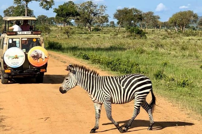 1 Day Safari to Mikumi National Park - Breakfast, Road Time, and Comfort