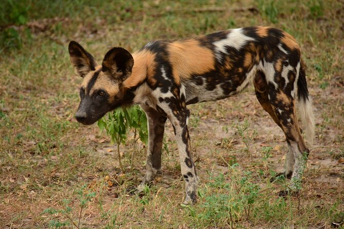 1-Day Selous (Nyerere National Park) Fly-In Safari from Zanzibar - What the guiding can add to the day