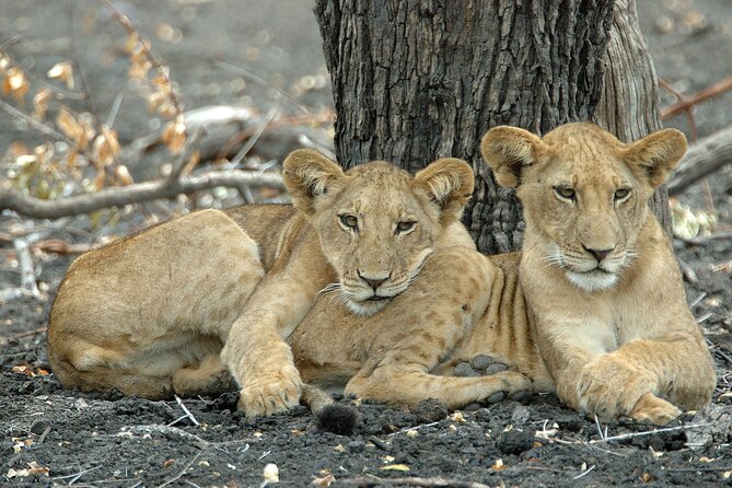 1-Day Selous (Nyerere National Park) Fly-In Safari from Zanzibar - Is $550 a fair price?