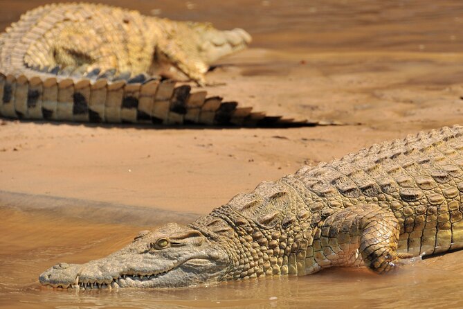 1-Day Selous (Nyerere National Park) Fly-In Safari from Zanzibar - Who should book this safari?