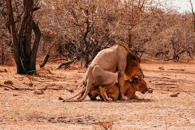 1-Day Selous (Nyerere National Park) Fly-In Safari from Zanzibar - The early flight from Abeid Amani Karume Airport