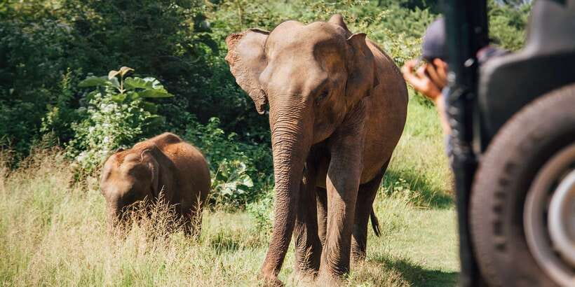 1-Day Tour of Both Yala and Udawalawe National Parks - The wildlife: exciting possibilities, no guarantees