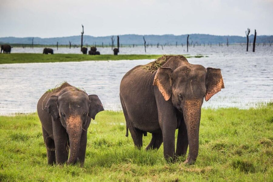 1-Day Tour of Both Yala and Udawalawe National Parks - What the $118 price really covers