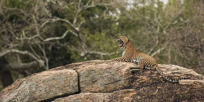 1-Day Tour of Both Yala and Udawalawe National Parks - 5 AM pickup and the first run into Yala