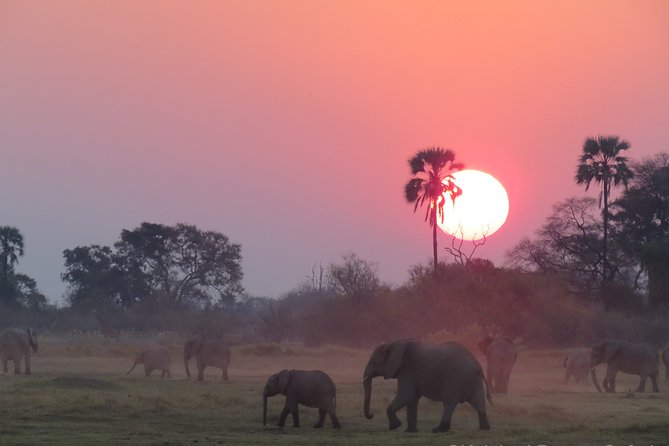 11Day WILDERNESS TRAIL:Okavango,Moremi&Chobe -WildCamping Safari +Victoria Falls - Day 1 in Maun: A quiet landing before the bush