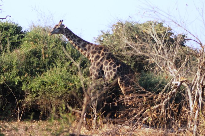 2-Day Camping Safari in Chobe National Park from Victoria Falls - Game drives through Chobe National Park