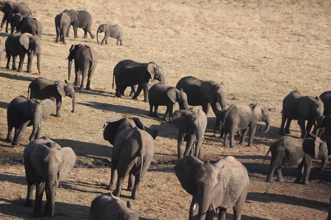 2-Day Camping Safari in Chobe National Park from Victoria Falls - Morning breakfast and the second wildlife outing