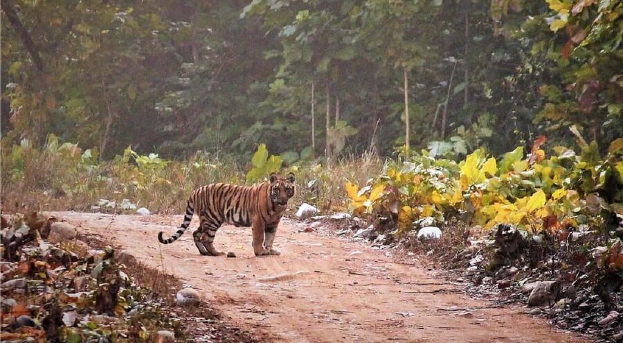 2 Day Jim Corbett National Park Tour From Delhi - Key points to know before booking