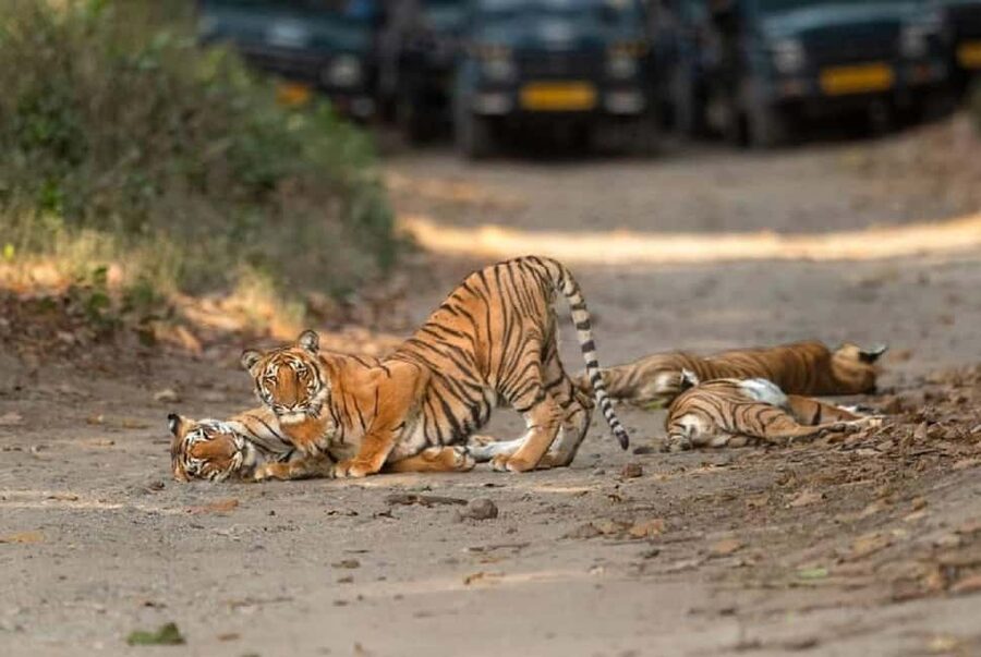 2 Day Jim Corbett National Park Tour From Delhi - Why Jim Corbett works as a two-day escape