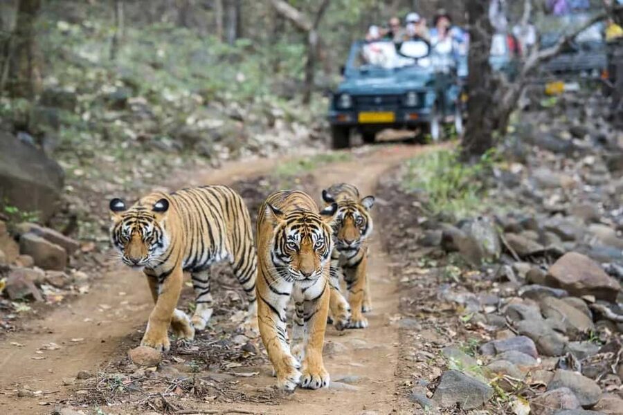 2 Day Jim Corbett National Park Tour From Delhi - Arrival, lunch, and settling into the resort