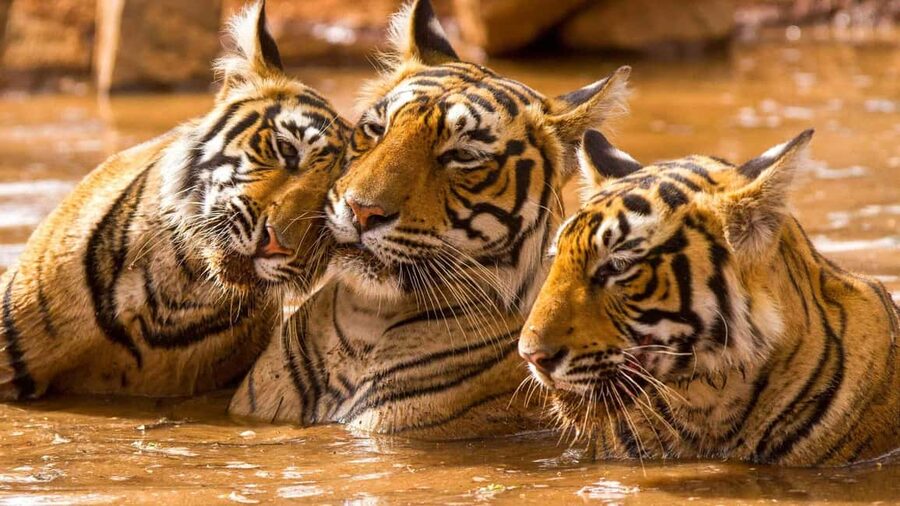 2 Day Jim Corbett National Park Tour From Delhi - The first jeep safari from 3:00 to 6:00 PM