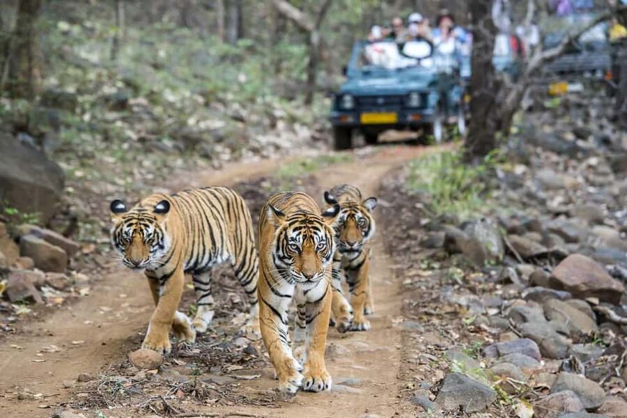 2 Day Jim Corbett National Park Tour From Delhi - The 5:30 AM drive from Delhi