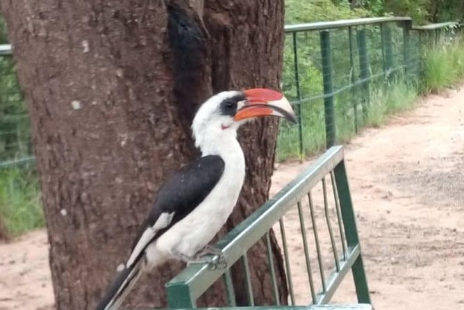 2 Day Safari To Mikumi National Park + transfers from Dar Es Salam - The guiding style is a major part of the value