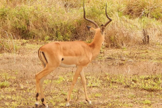 2 Day Safari To Mikumi National Park + transfers from Dar Es Salam - What the $902.57 price really buys you