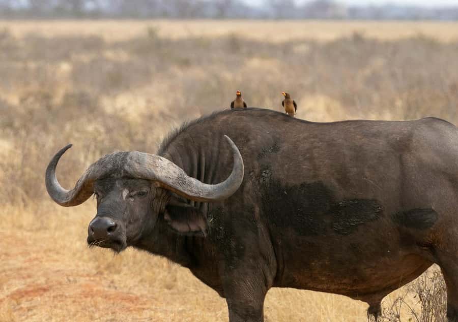 2-Day Tsavo East National Park Safari (with options) - Key points to know before booking