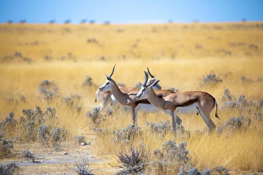 2-Day Tsavo East National Park Safari (with options) - Lunch and the lodge break