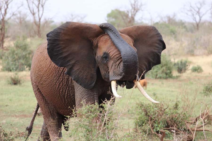 2-Day Tsavo East National Park Safari (with options) - The evening drive until sundown