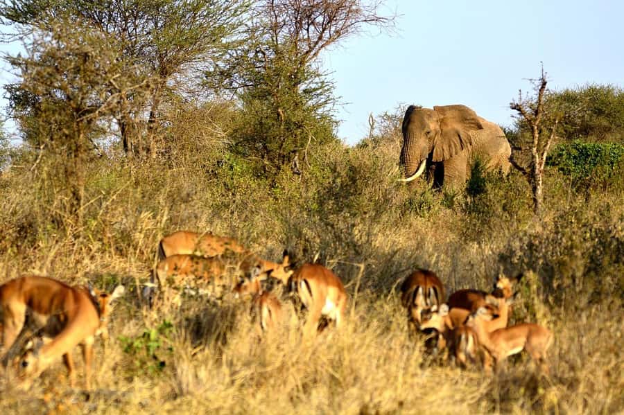 2-Day Tsavo East National Park Safari (with options) - Dinner, sleep, and the early morning advantage