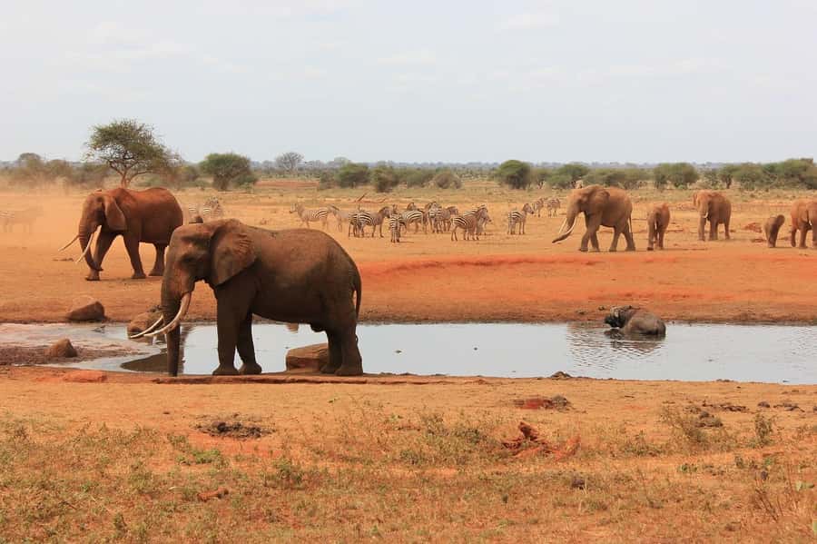 2-Day Tsavo East National Park Safari (with options) - Why the second day feels short
