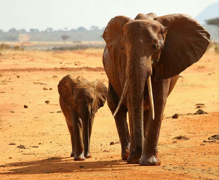 2-Day Tsavo East National Park Safari (with options) - The $360 price and what it really covers