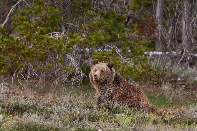 2-Day Yellowstone National Park Upper and Lower Loop Exploration - Why two days is the right length for Yellowstone
