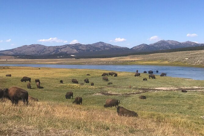 2-Day Yellowstone National Park Upper and Lower Loop Exploration - Guides, vehicle space, and the human side of the trip