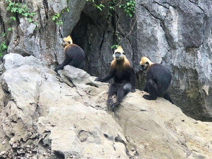 2 Days 1 Night Adventure: Cat Ba National Park, Lan Ha Bay - Navy Peak: three hours of views and effort