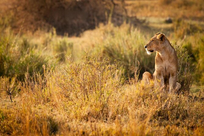 2 Days 1 Night Mikumi National Park from Dar es salaam - Key details before you book