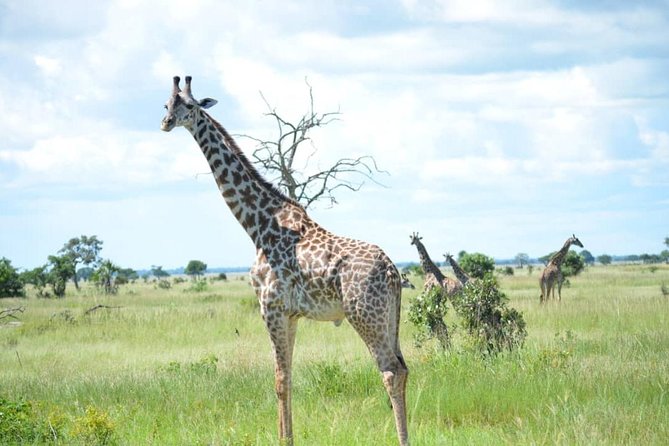 2 Days 1 Night Mikumi National Park from Dar es salaam - Why Mikumi works for a short safari