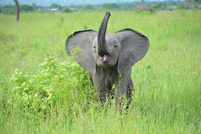 2 Days 1 Night Mikumi National Park from Dar es salaam - Day one: arrival, check-in, and the sunset drive