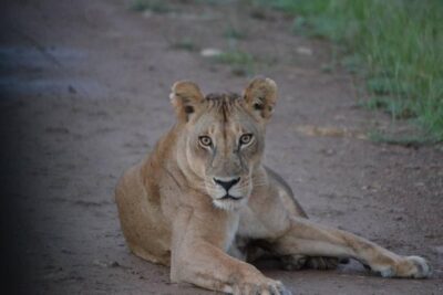 2 Days 1 Night Mikumi National Park from Dar es salaam