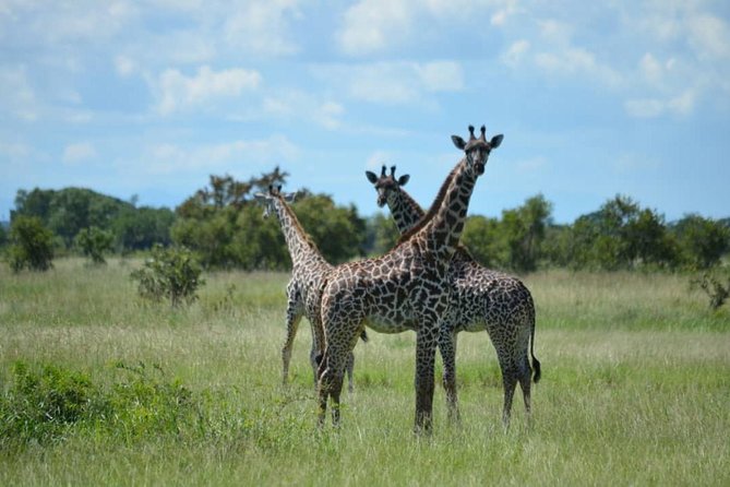 2 Days 1 Night Mikumi National Park from Dar es salaam - Day two: a 6:30 a.m. start for better wildlife time