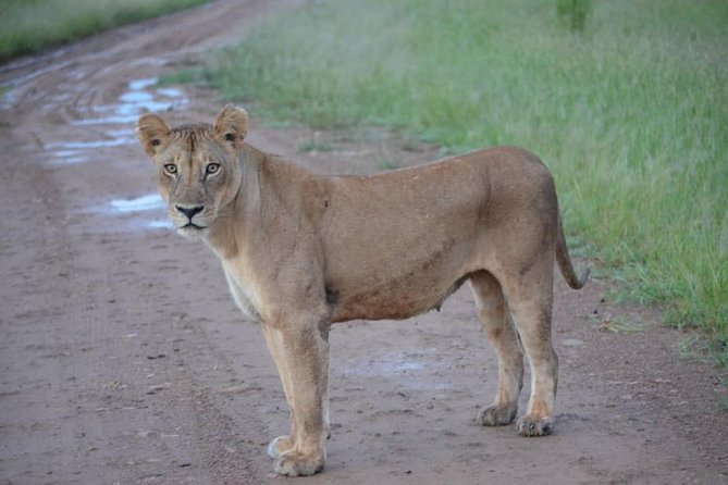2 Days 1 Night Mikumi National Park from Dar es salaam - Guides make the difference on a short safari