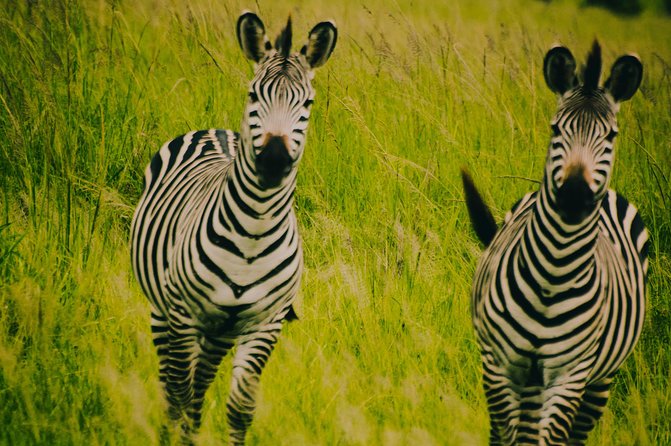 2 Days 1 Night Mikumi National Park from Dar es salaam - The main drawbacks to consider