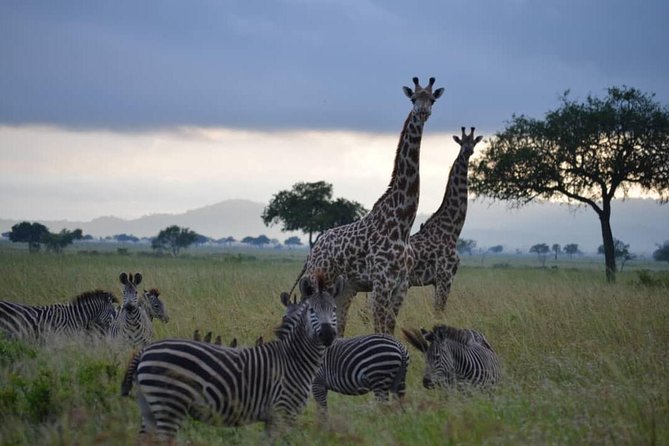 2 Days 1 Night Mikumi National Park from Dar es salaam - Who should book this Mikumi safari?