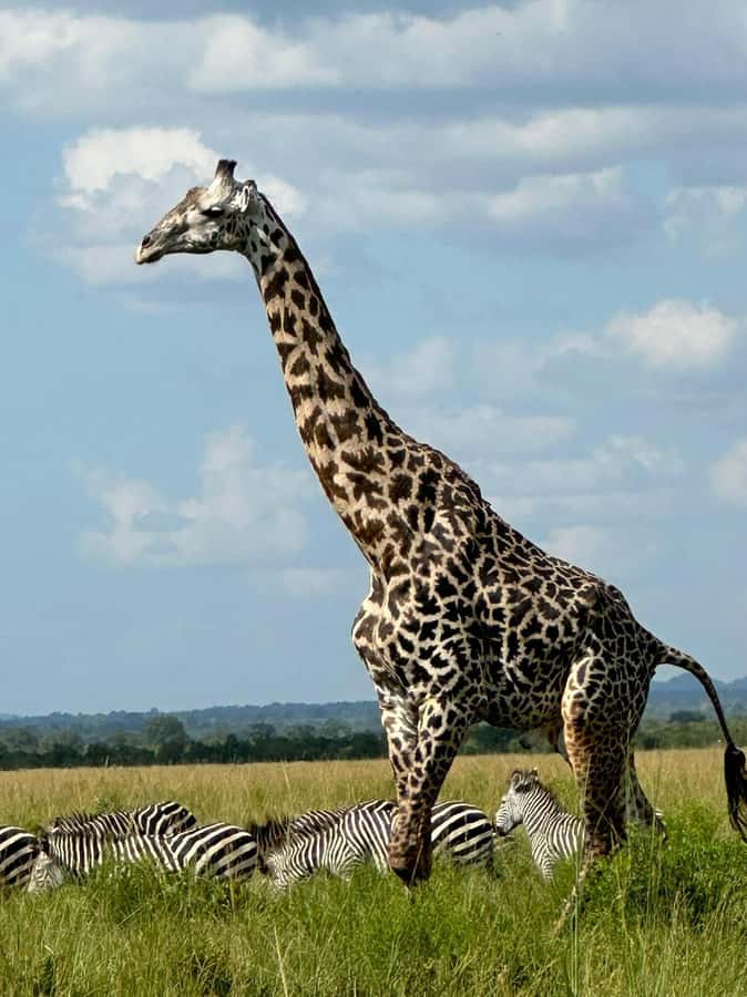 2-Days 1-Night Nyerere National Park from Zanzibar by flight - Key things to know before booking