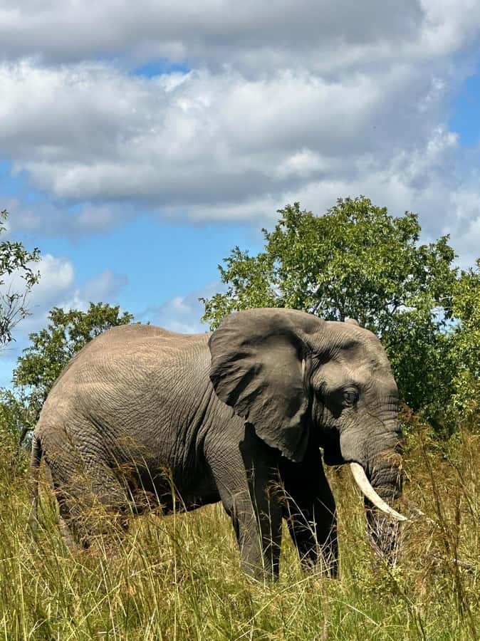 2 Days 1 Night Nyerere National Park from Zanzibar by flight - Accommodation after the safari drive
