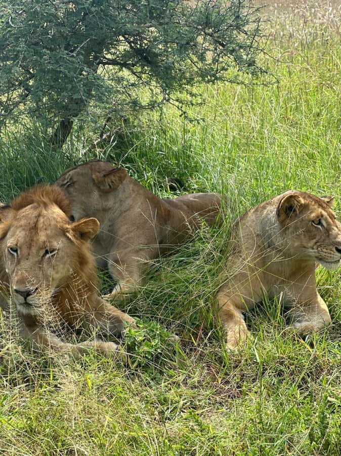2 Days 1 Night Nyerere National Park from Zanzibar by flight - Day two: two hours on the Rufiji River