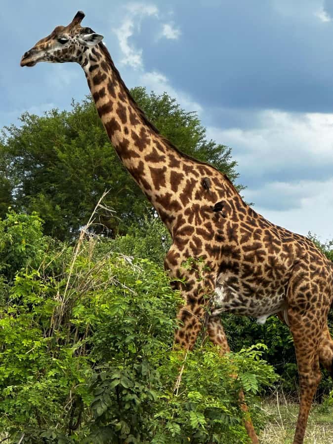 2 Days 1 Night Nyerere National Park from Zanzibar by flight - Returning to Zanzibar