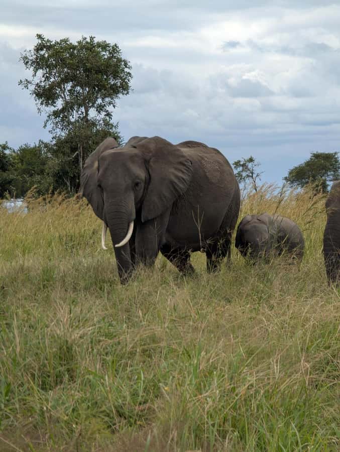 2 Days 1 Night Nyerere National Park from Zanzibar by flight - Who should book this experience?