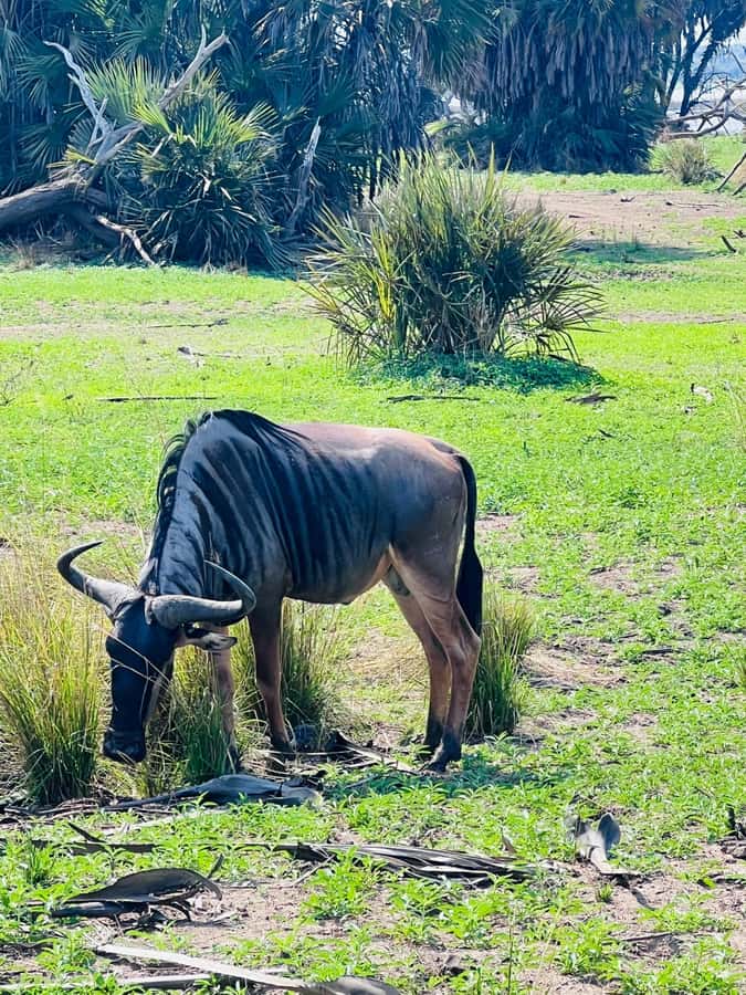 2 days 1 night Nyerere national park from Zanzibar by flight - FAQ