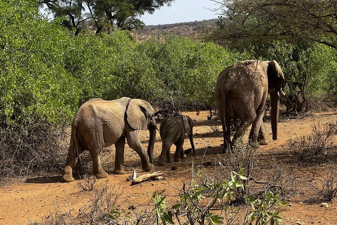 2 Days Amboseli National Park Safari - Key points to know before booking