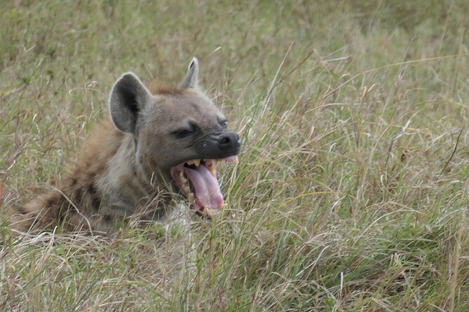 2 Days Amboseli National Park Safari - Why Amboseli works well for a two-day safari