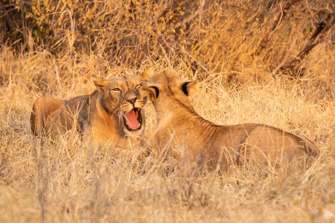 2 Days Amboseli National Park Safari - Day one: lunch, Amboseli’s afternoon light, and the first wildlife drive